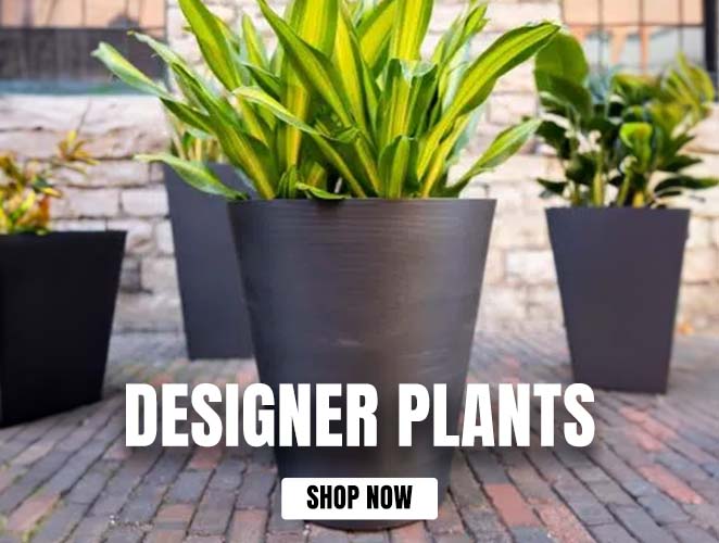 Designer Plants